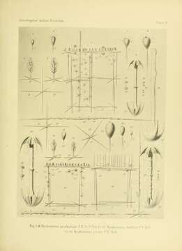 Image de Hyalonema (Ijimaonema) aculeatum Schulze 1895