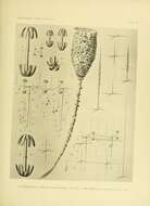 Sivun Hyalonema (Coscinonema) indicum Schulze 1895 kuva