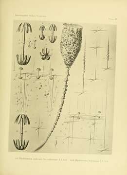 Image of Hyalonema (Coscinonema) indicum Schulze 1895