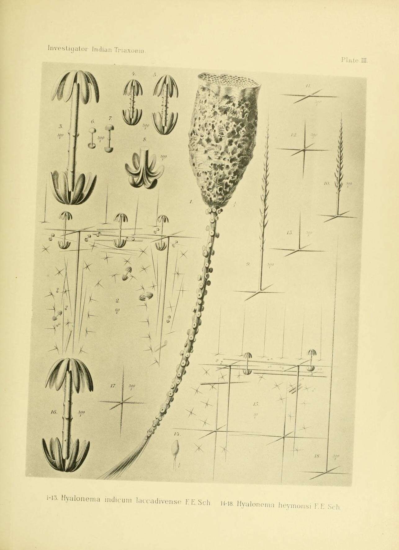 Image de Hyalonema (Coscinonema) indicum Schulze 1895