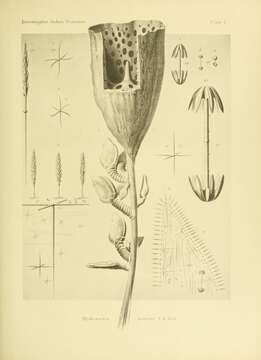 Image de Hyalonema subgen. Cyliconema Ijima 1927