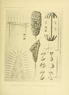 Sivun Hyalonema (Paradisconema) alcocki Schulze 1895 kuva