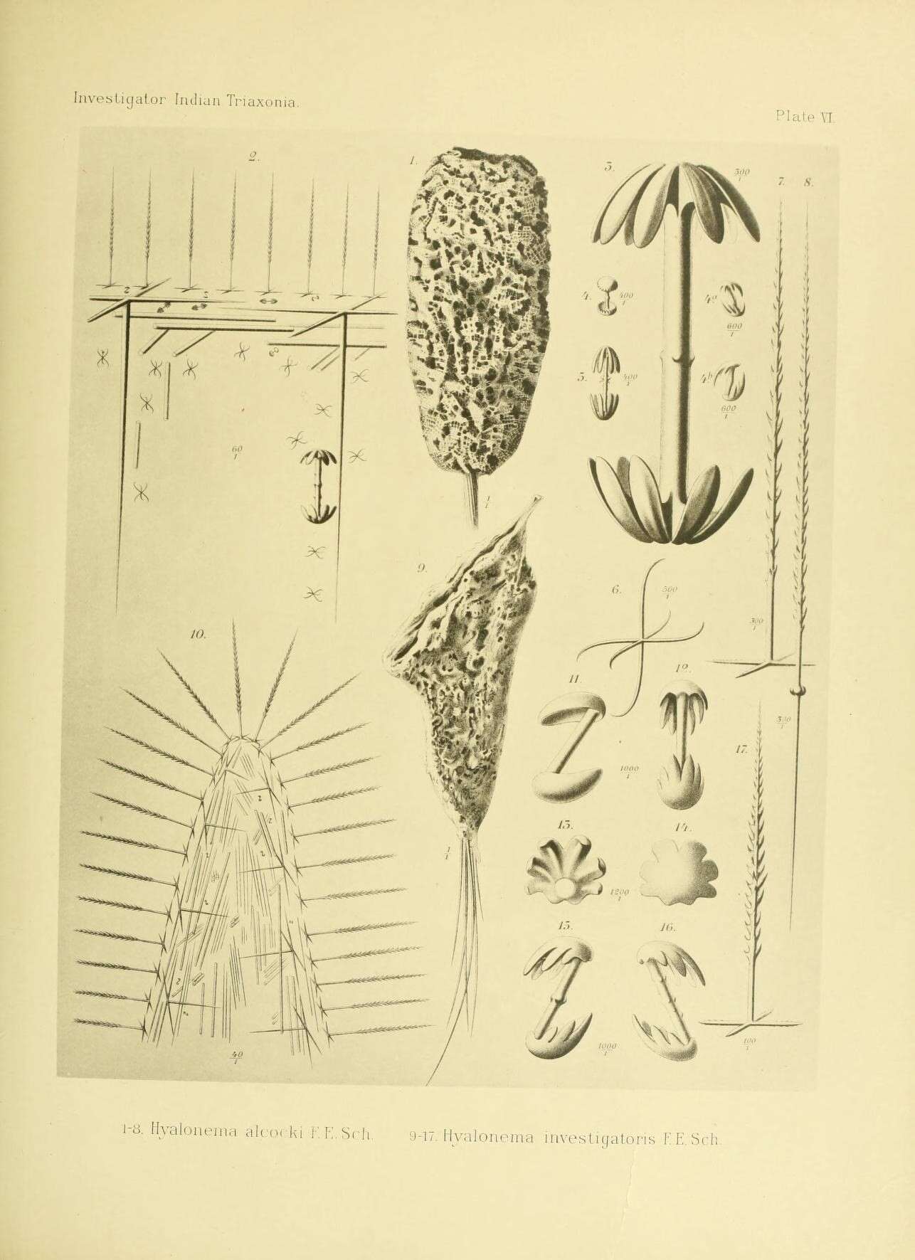 Image de Hyalonema (Paradisconema) alcocki Schulze 1895