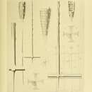 Sivun Euplectella aspera Schulze 1896 kuva