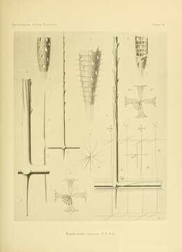 Image of Euplectella aspera Schulze 1896