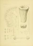 Sivun Hyalonema (Cyliconema) martabanense Schulze 1900 kuva