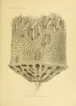 Image de Lophophysema inflatum Schulze 1900