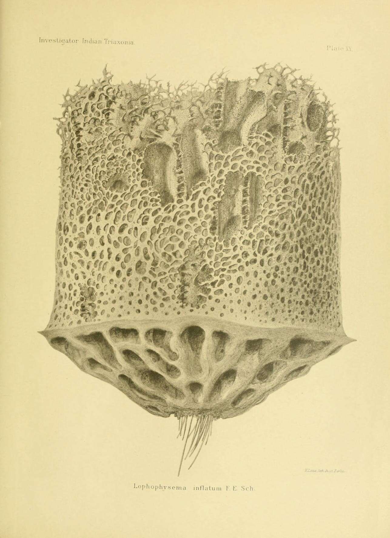 Image of Lophophysema inflatum Schulze 1900
