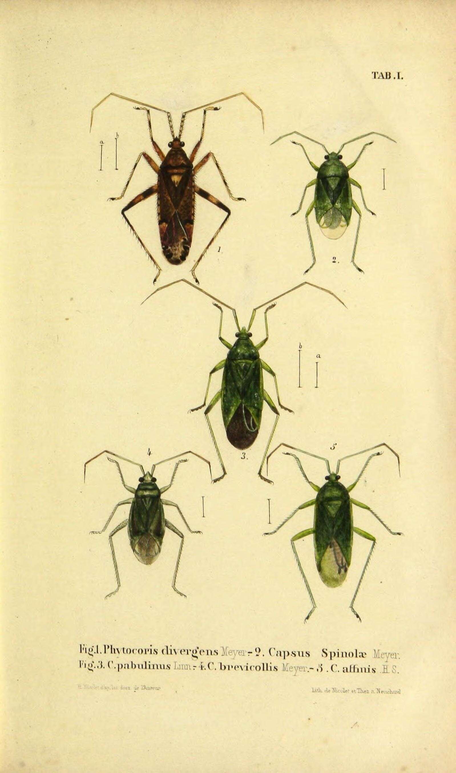 Image of Phytocoris ulmi (Linnaeus 1758)