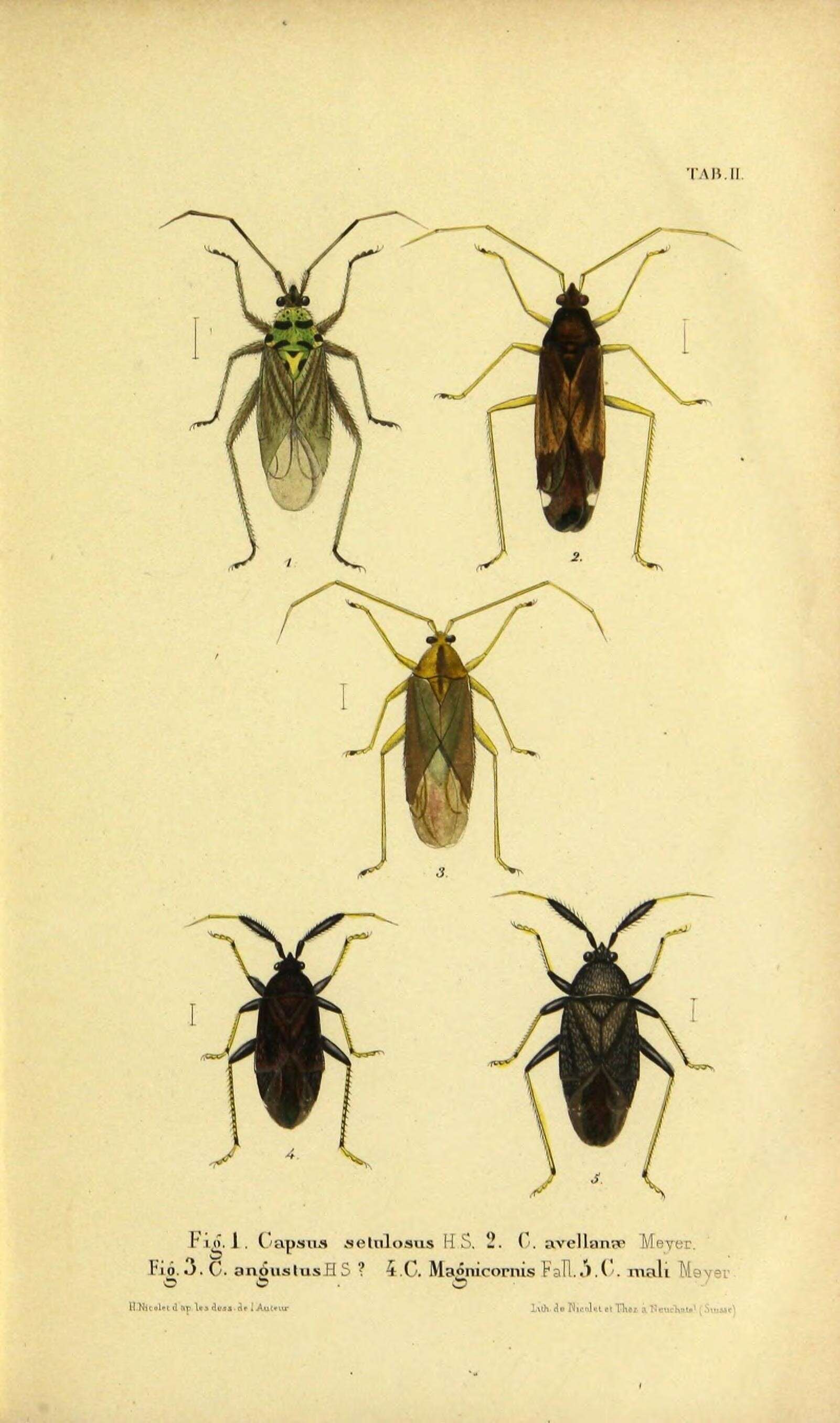 Oncotylus setulosus (Herrich-Schaeffer 1837)的圖片