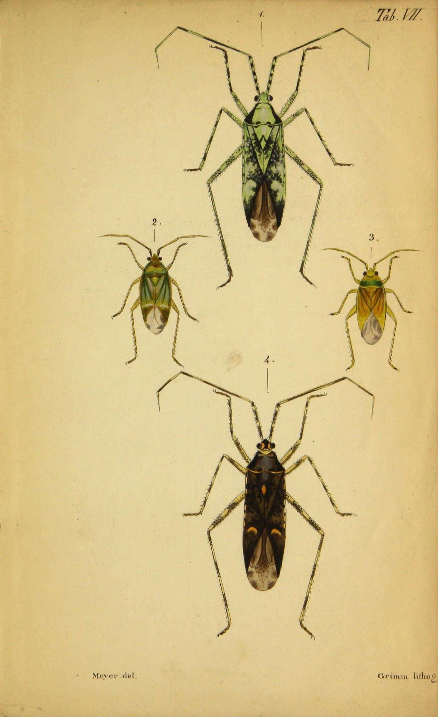 Phytocoris populi (Linnaeus 1758)的圖片