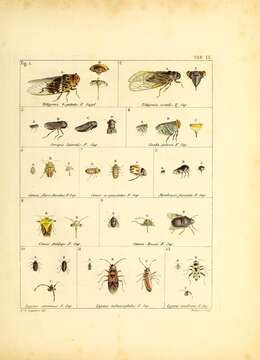 Image of Platypleura octoguttata (Fabricius 1798)