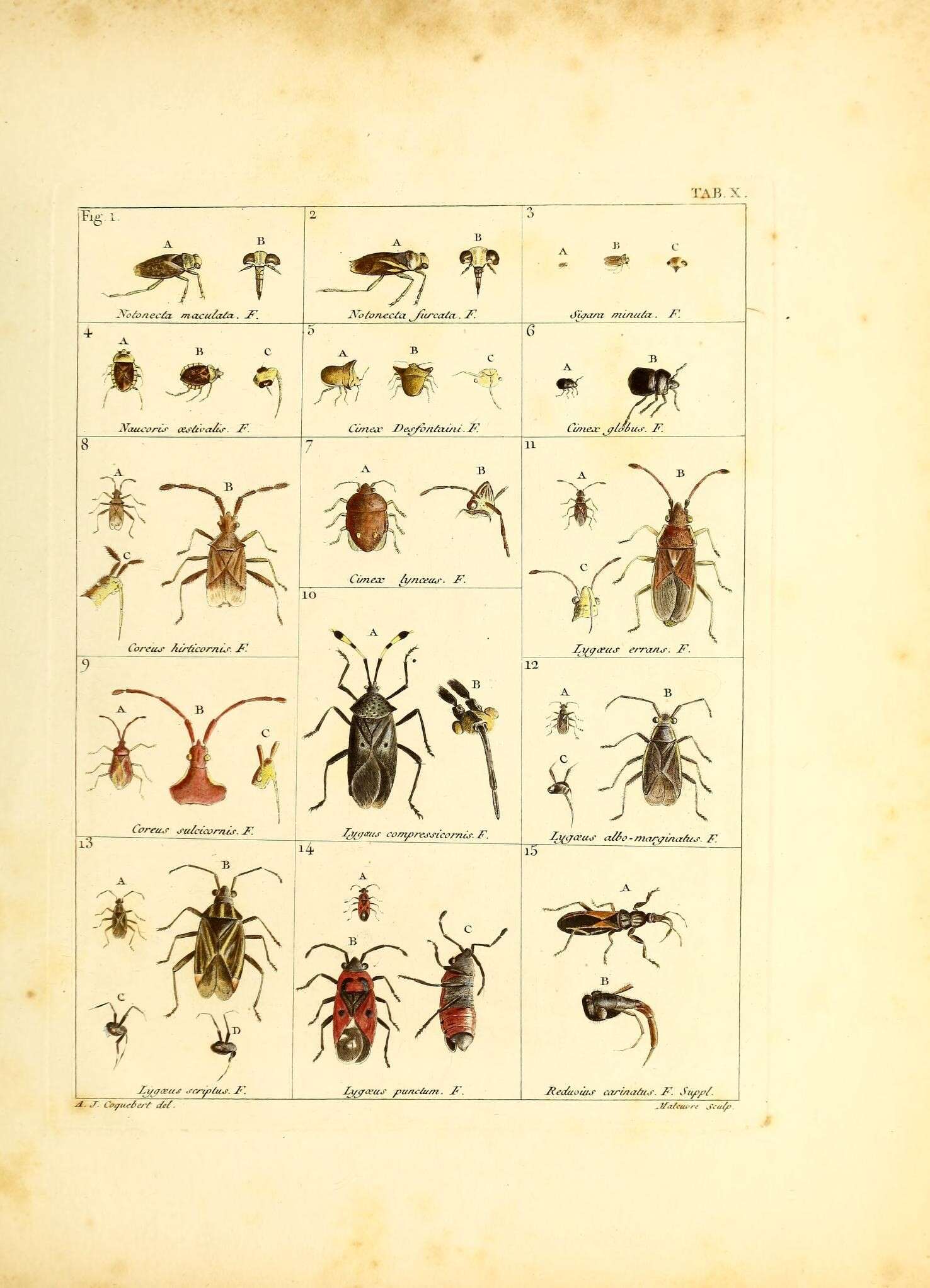 Imagem de Notonecta maculata Fabricius 1794