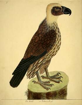 Imagem de Haliaeetus leucocephalus (Linnaeus 1766)