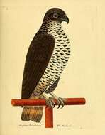 Image of Eurasian Goshawk