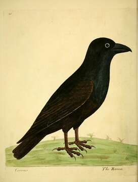 Image of Northern Raven