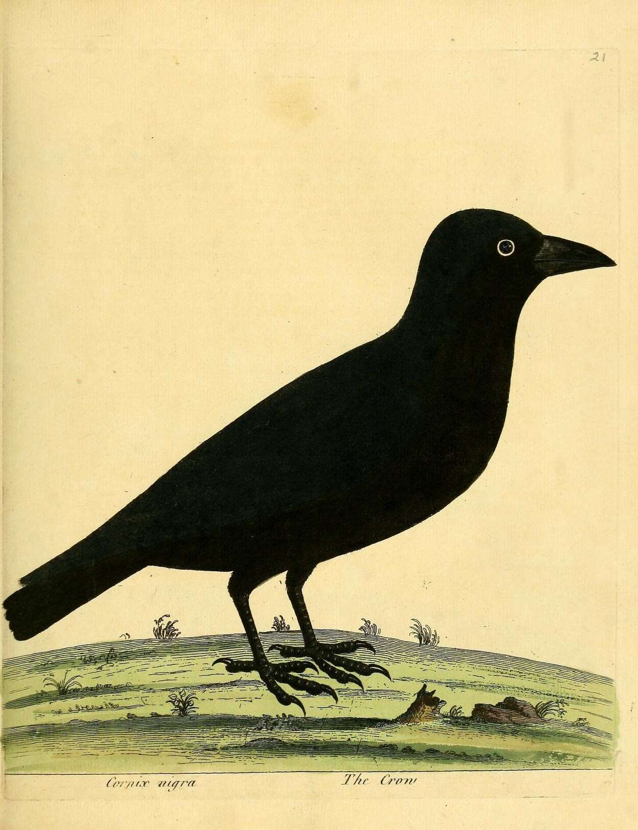 Image of American Crow