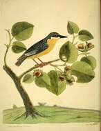 Image of Eurasian Nuthatch