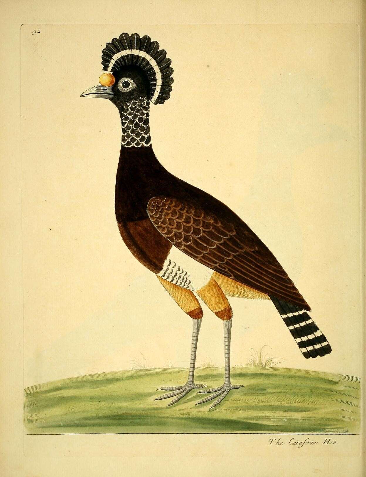 Image of Yellow-knobbed Curassow