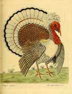 Imagem de Meleagris gallopavo Linnaeus 1758