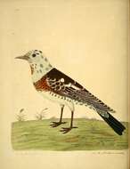 Image of Fieldfare