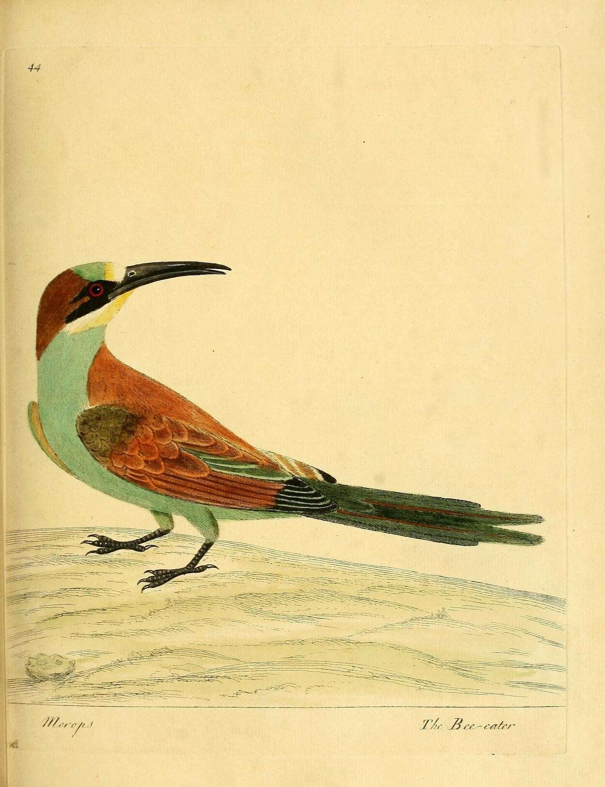 Image of bee-eater, european bee-eater