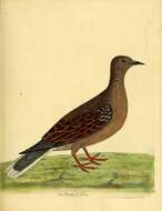 Image of Common Pigeon