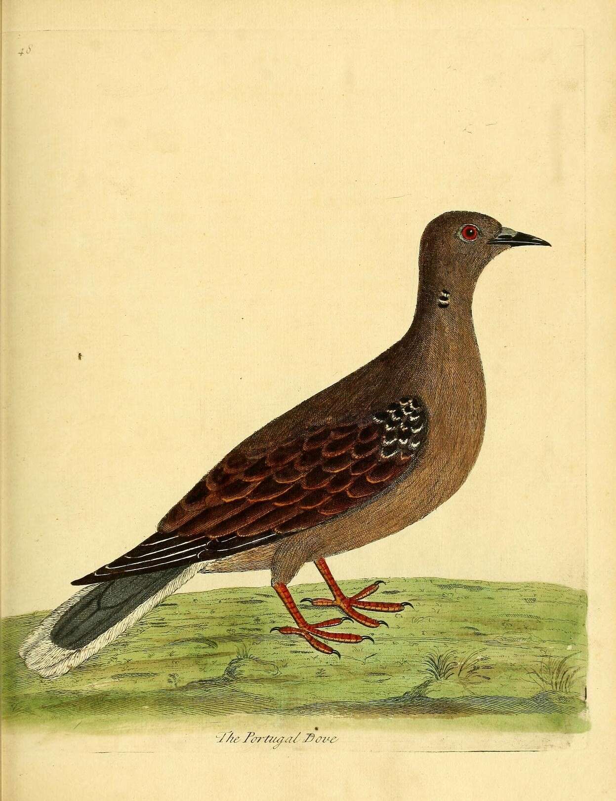 Image of Common Pigeon