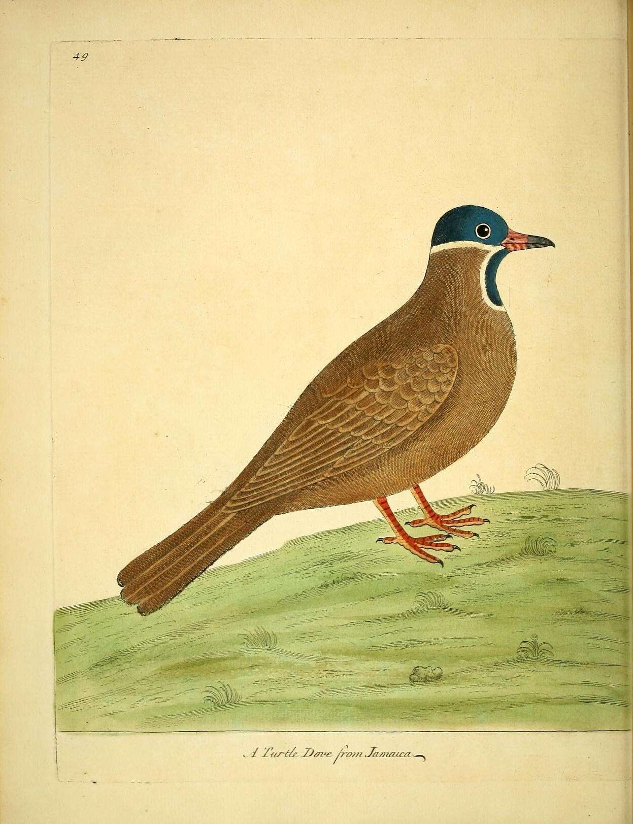Image of Starnoenas Bonaparte 1838