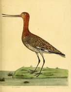 Image of Black-tailed Godwit