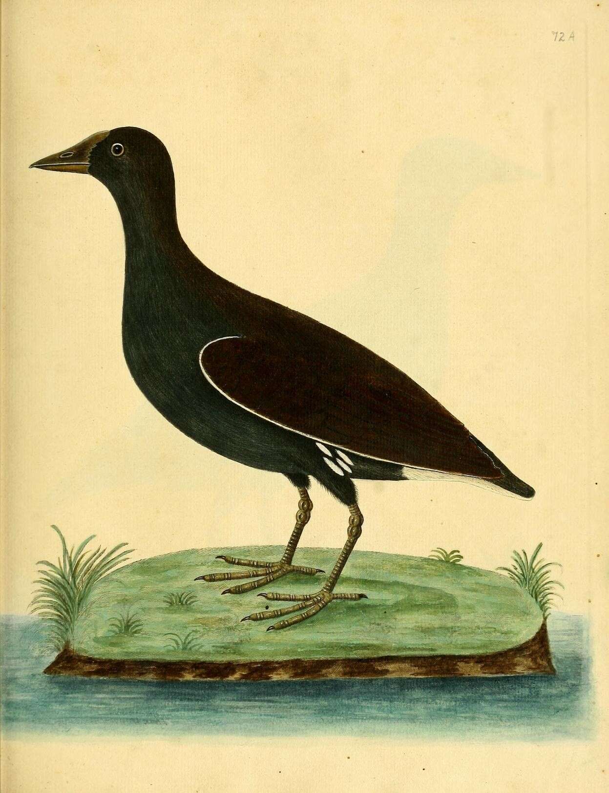 Image of Common Moorhen