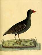 Image of Common Moorhen