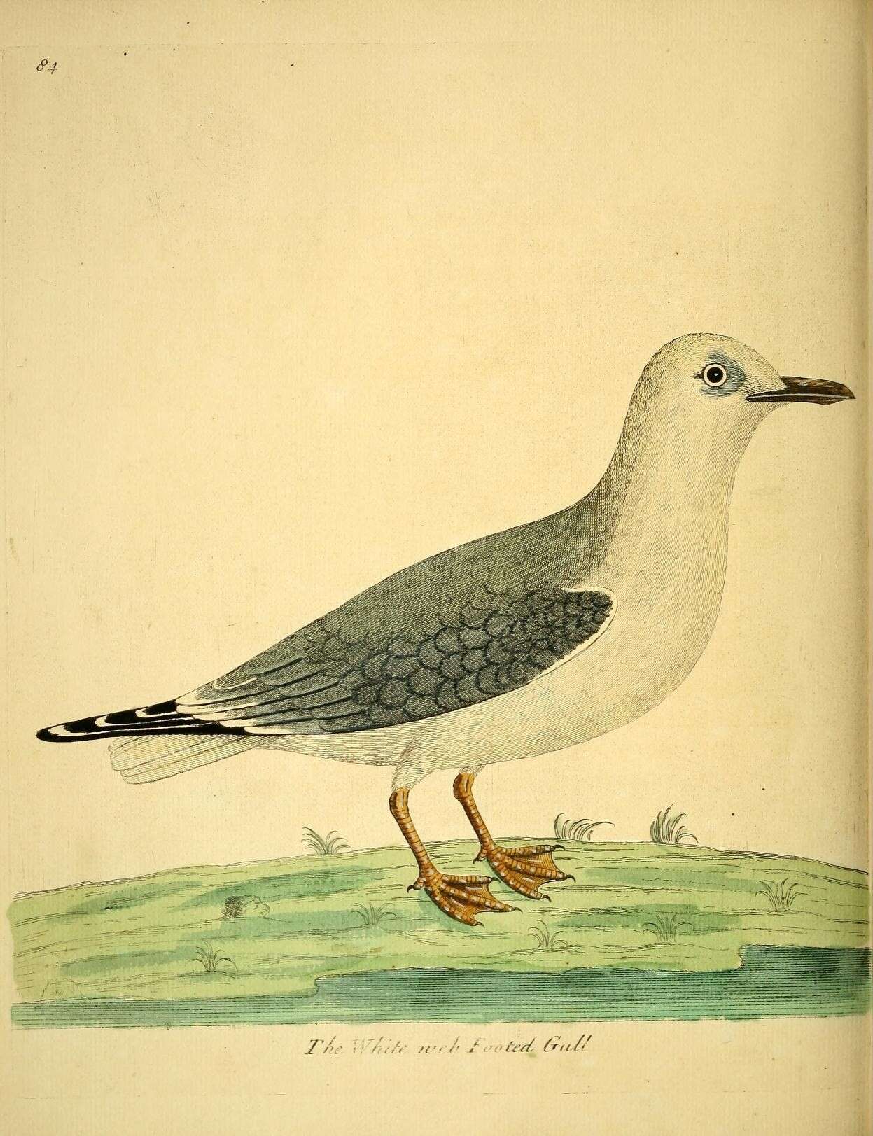 Imagem de Chroicocephalus philadelphia (Ord 1815)