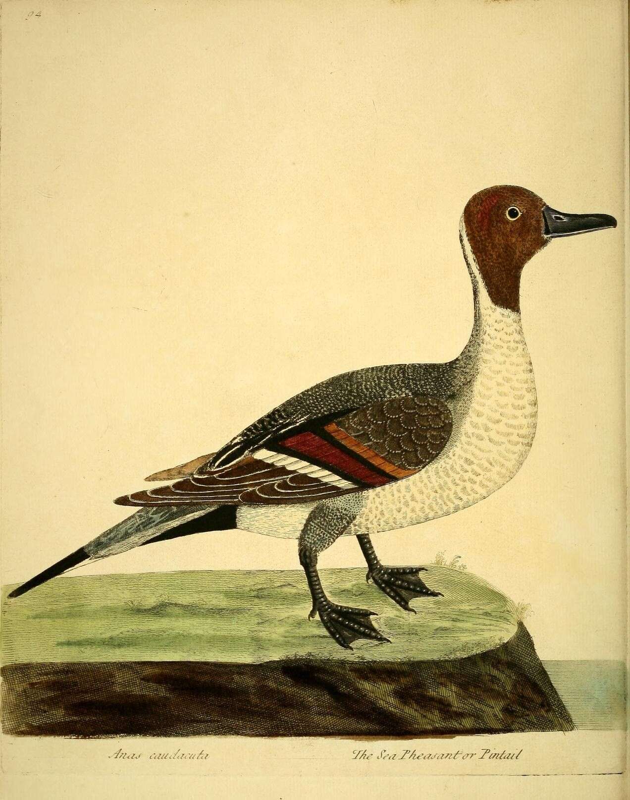 Image of pintail, northern pintail