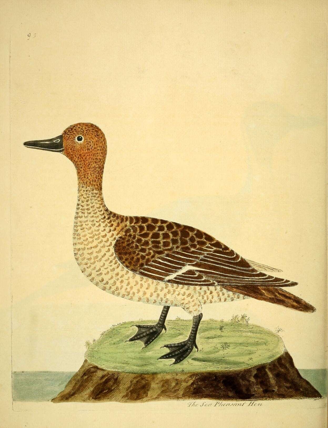 Image of pintail, northern pintail