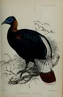 Imagem de Lophophorus sclateri Jerdon 1870