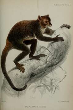 Image de Prolemur Gray 1870