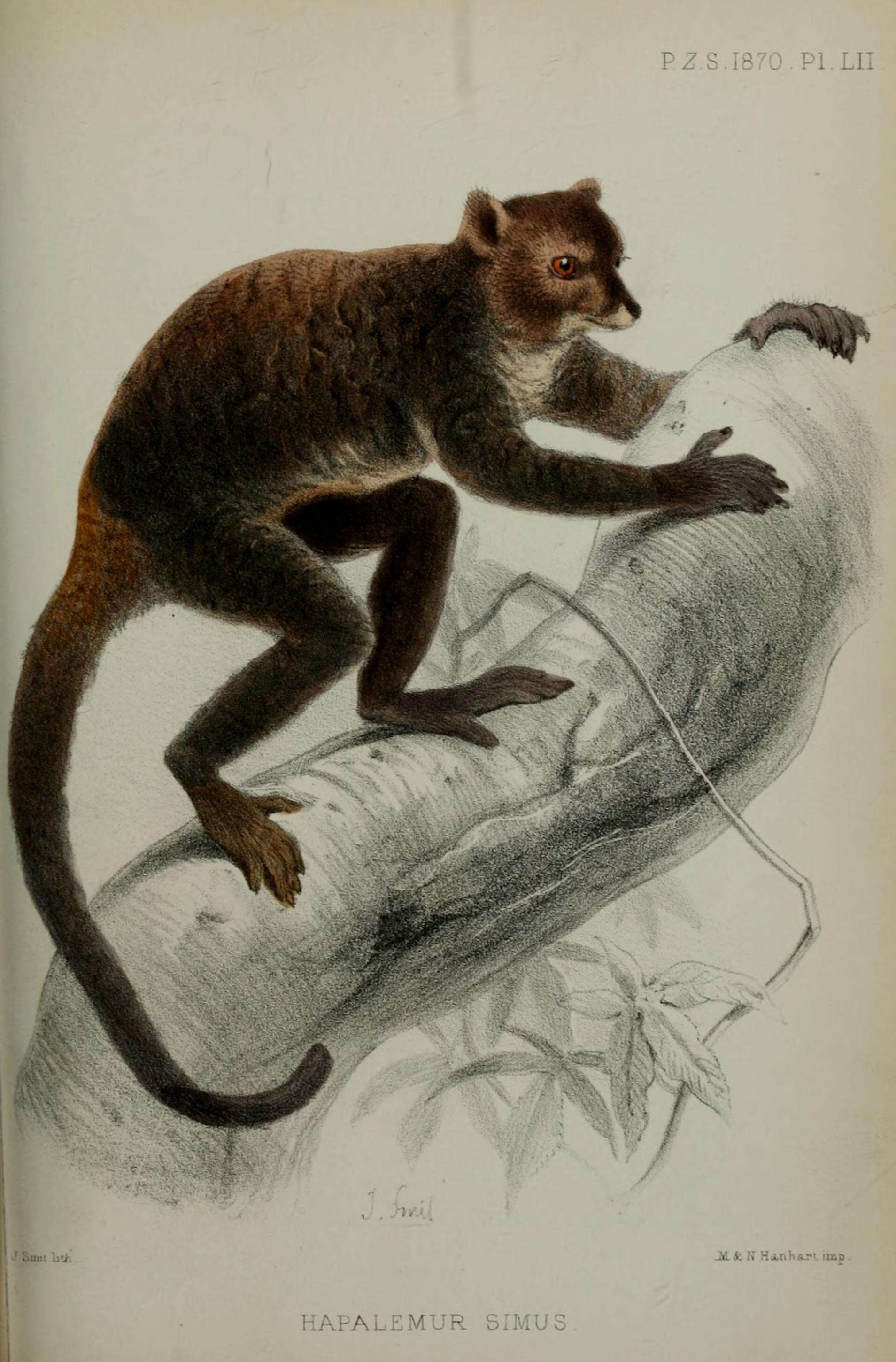 Image of Prolemur Gray 1870