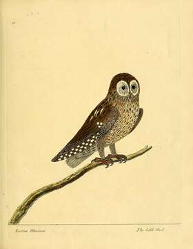 Image of Little Owl