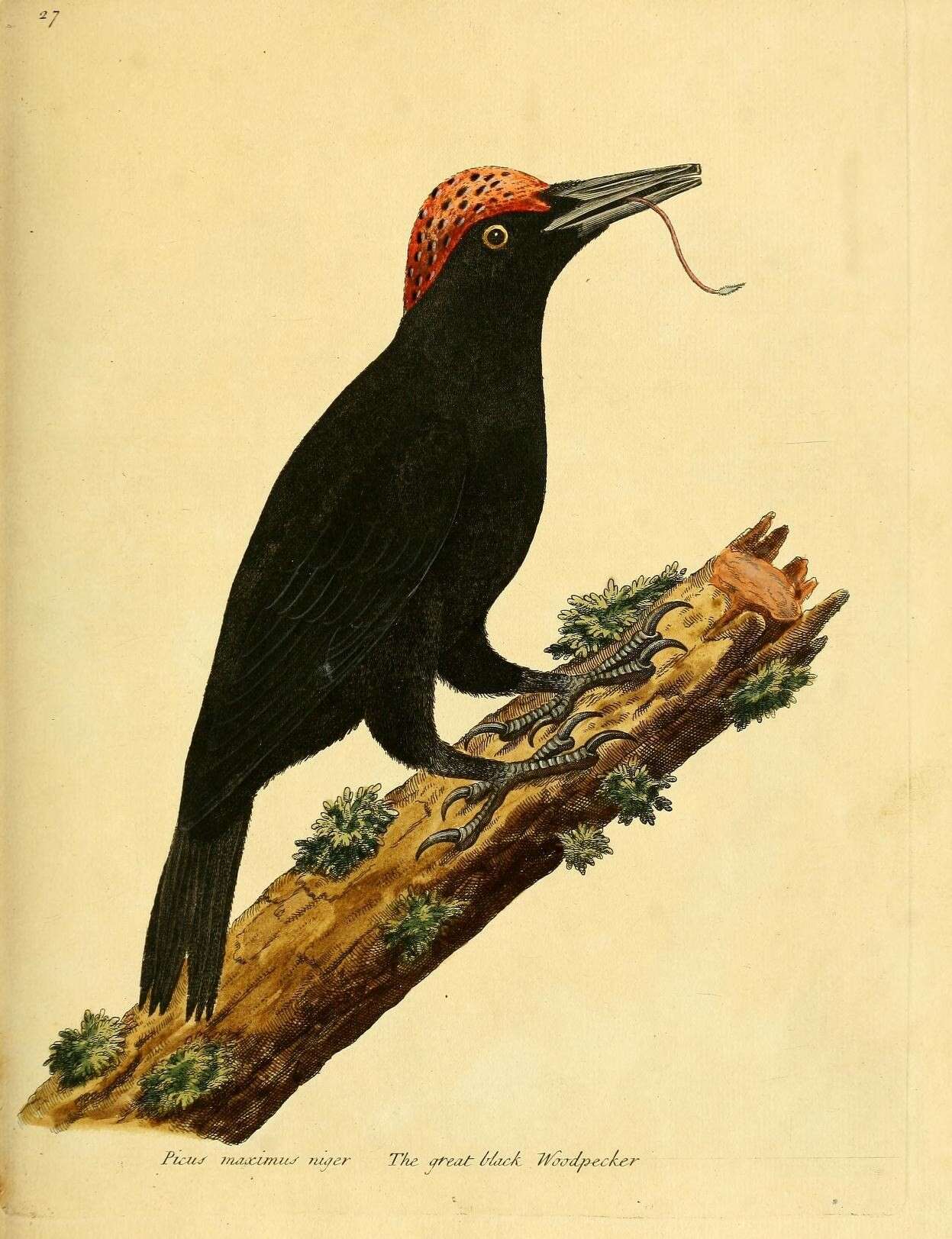 Image of Black Woodpecker