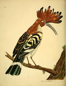 صورة Upupa Linnaeus 1758