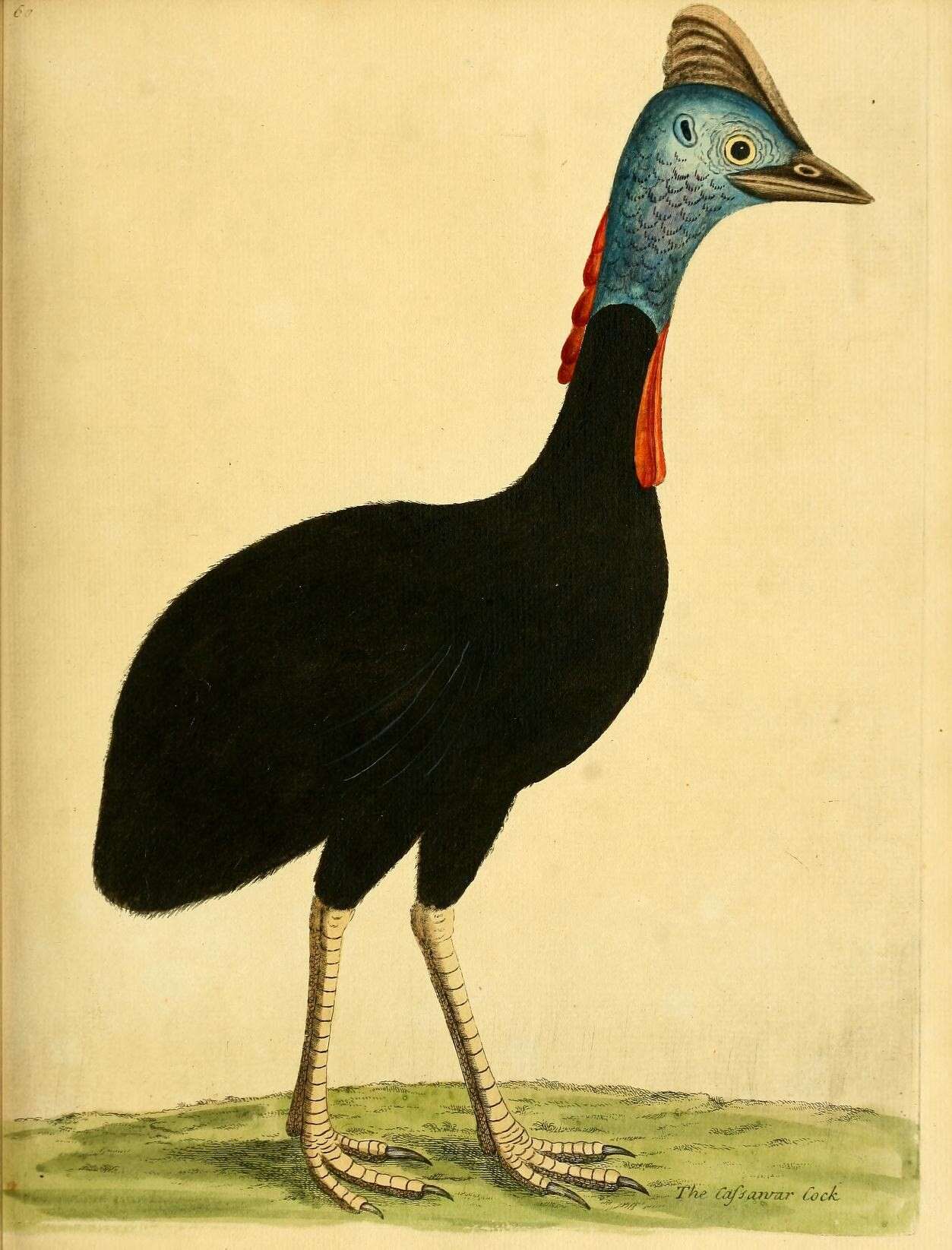 Image of Southern Cassowary