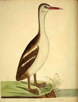 Image of loons