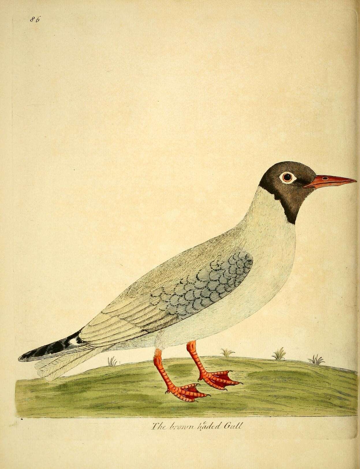 Imagem de Chroicocephalus brunnicephalus (Jerdon 1840)