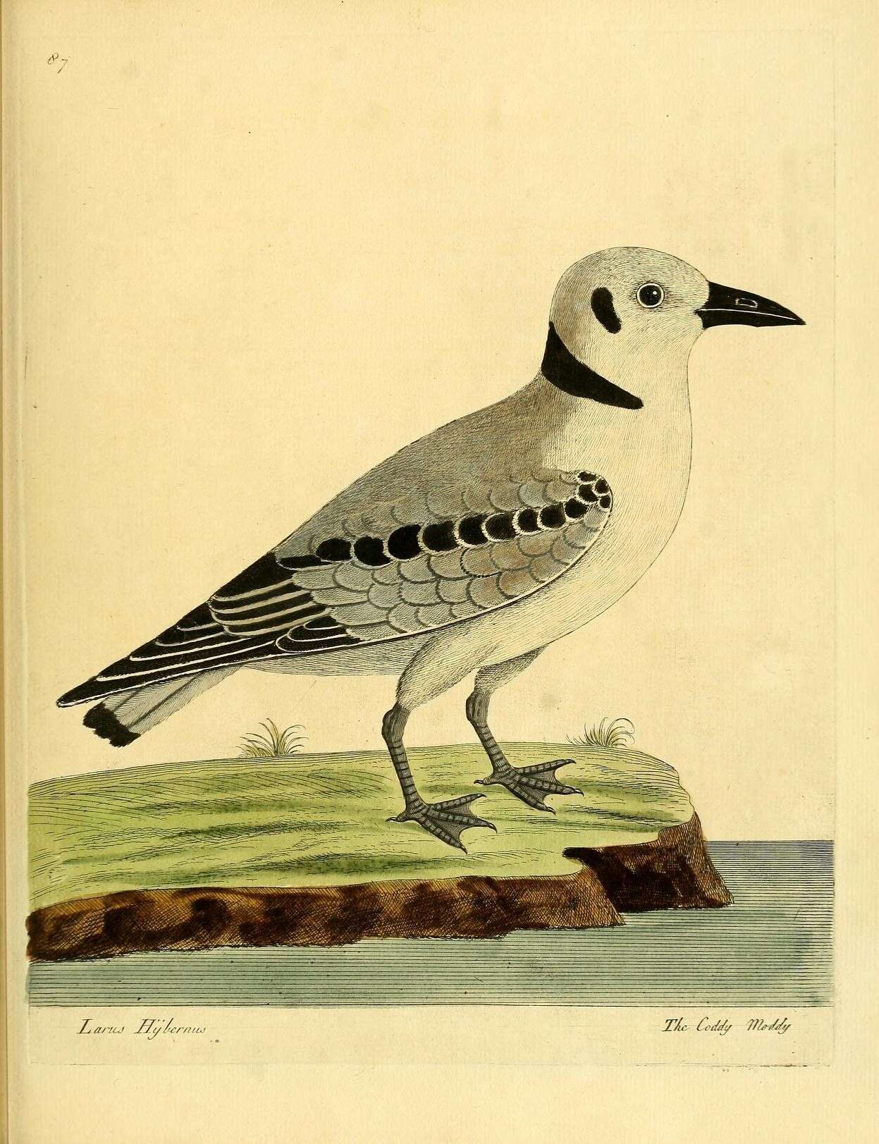 Image of Hydrocoloeus Kaup 1829