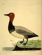 Image of pochard, common pochard