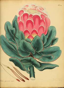 Image of Protea speciosa (L.) L.