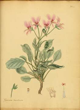 Image of Pelargonium ovale subsp. ovale