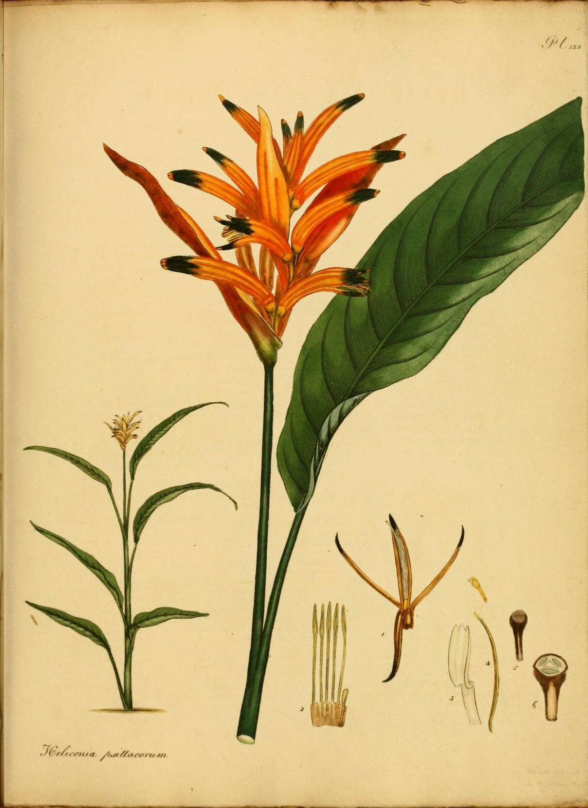 Image de Heliconia psittacorum L. fil.