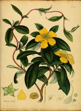 Plancia ëd Hibbertia scandens (Willd.) Gilg